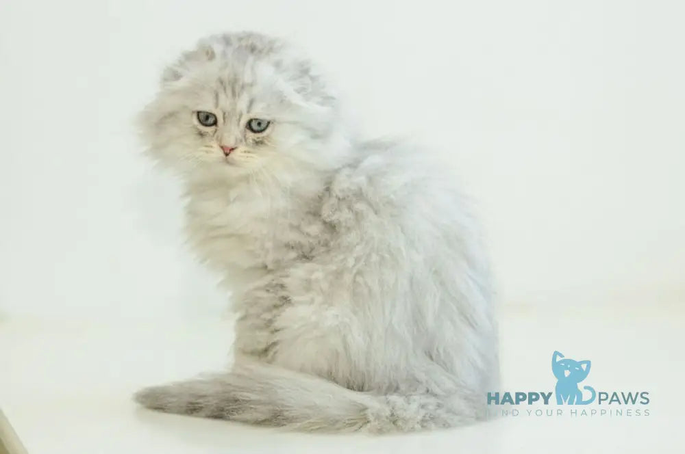 Agate Scottish Fold male blue silver shaded live animals