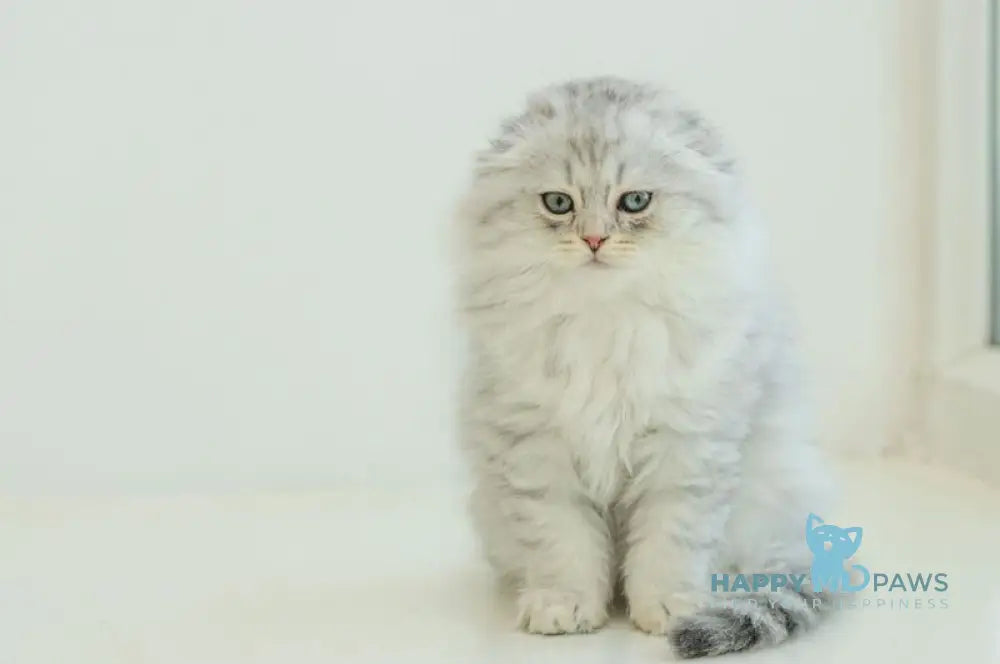 Agate Scottish Fold male blue silver shaded live animals