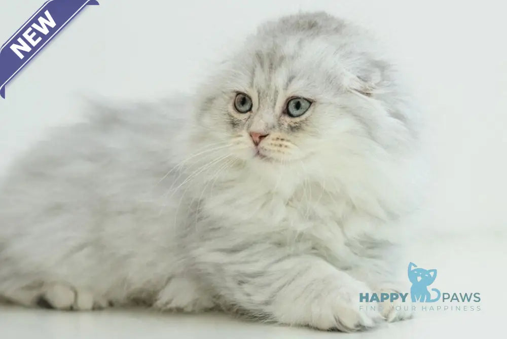 Agate Scottish Fold male blue silver shaded live animals