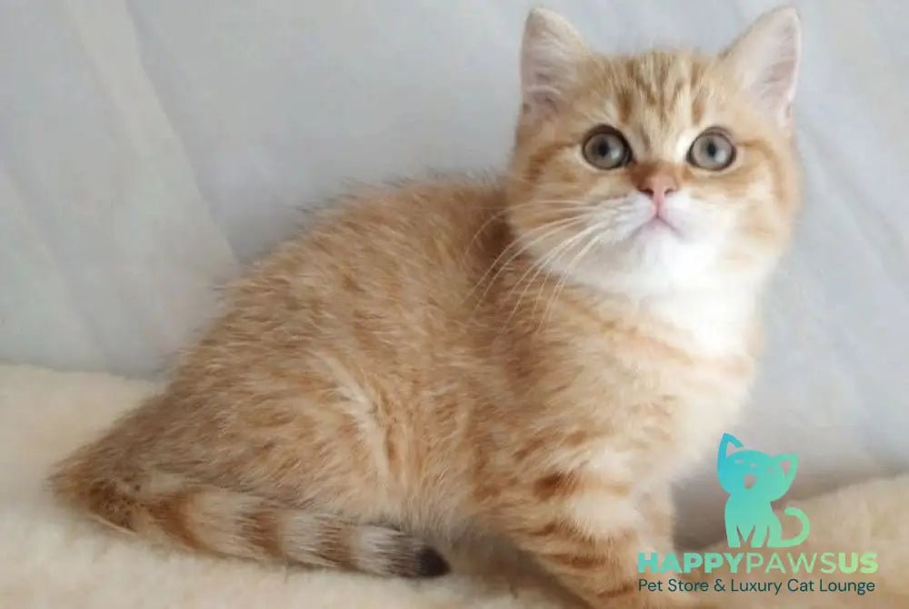 Agatha British Shorthair female chocolate golden spotted tabby - live animals