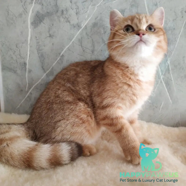 Agatha British Shorthair female chocolate golden spotted tabby - live animals