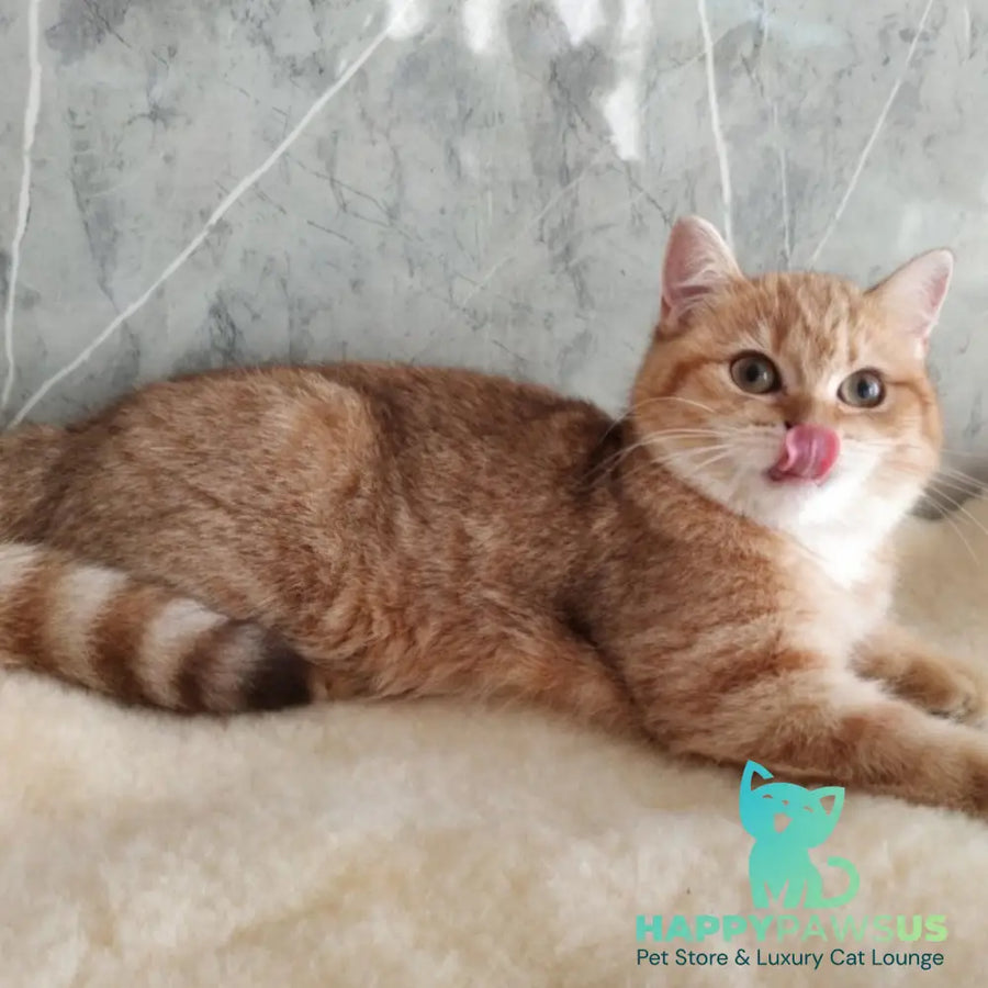 Agatha British Shorthair female chocolate golden spotted tabby - live animals