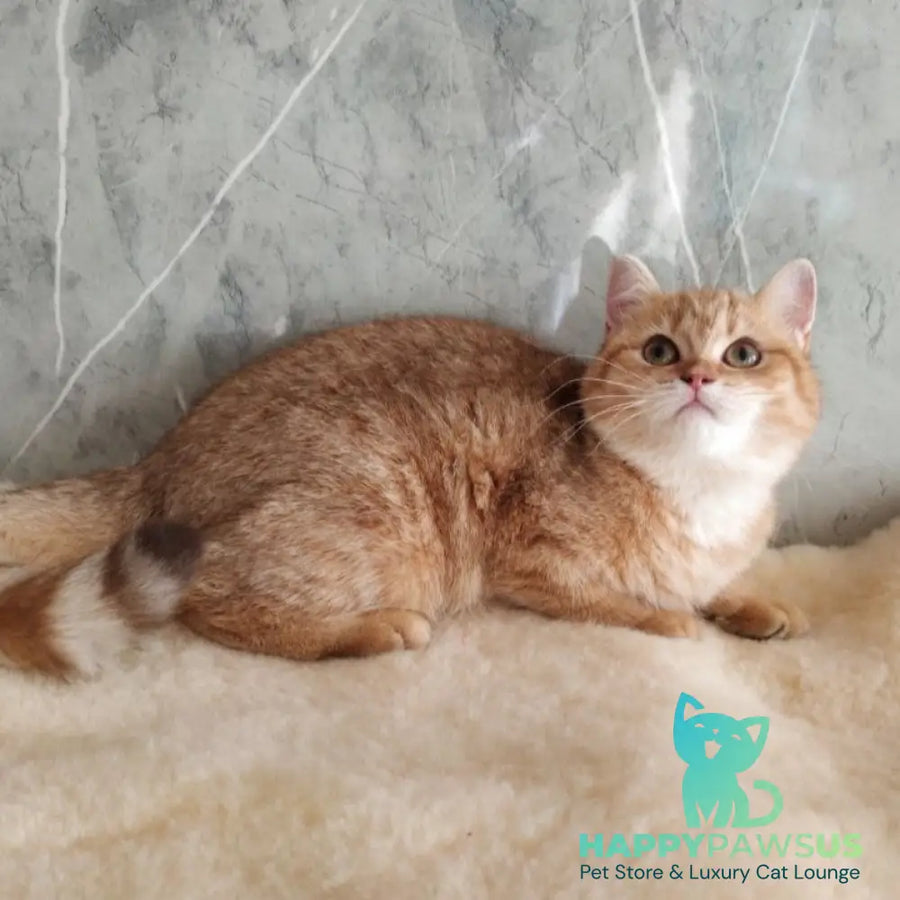 Agatha British Shorthair female chocolate golden spotted tabby - live animals
