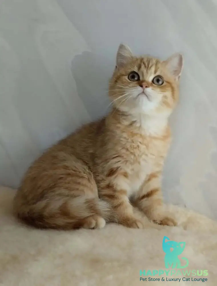 Agatha British Shorthair female chocolate golden spotted tabby - live animals