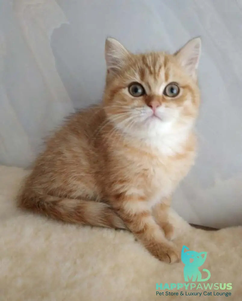 Agatha British Shorthair female chocolate golden spotted tabby - live animals