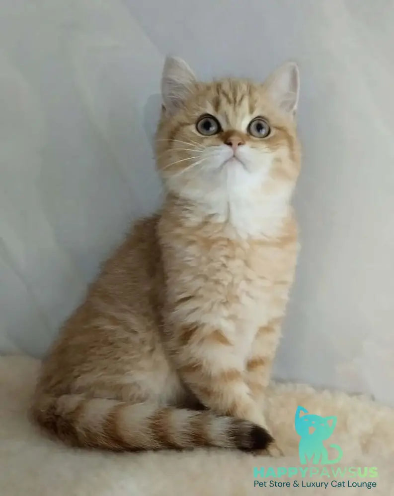 Agatha British Shorthair female chocolate golden spotted tabby - live animals