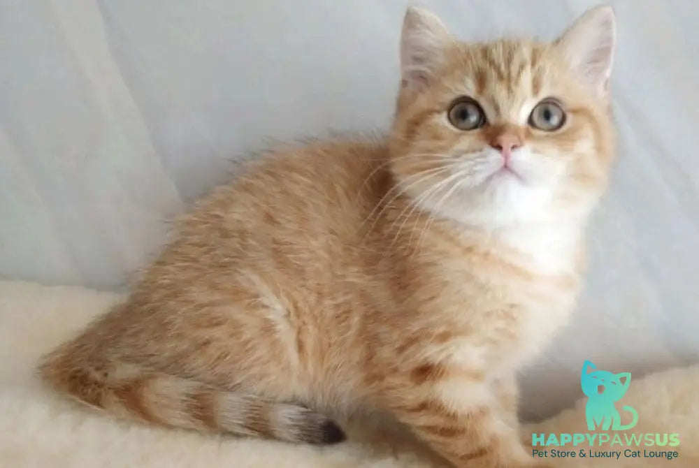 Agatha British Shorthair female chocolate golden spotted tabby - live animals