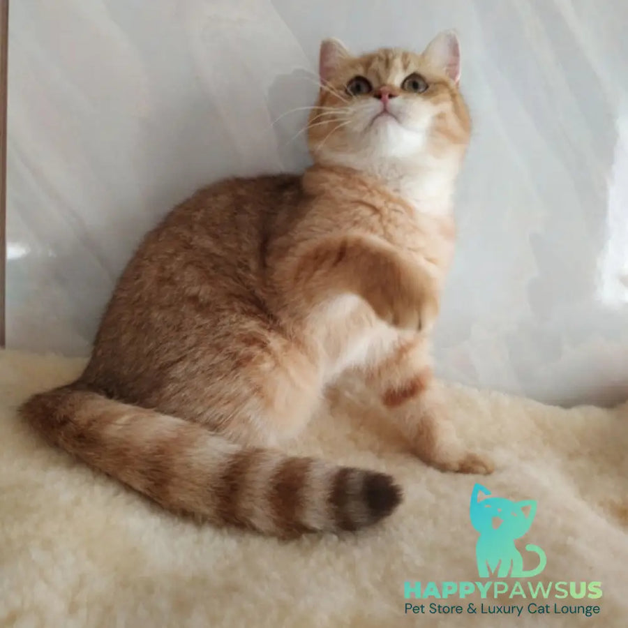Agatha British Shorthair female chocolate golden spotted tabby - live animals