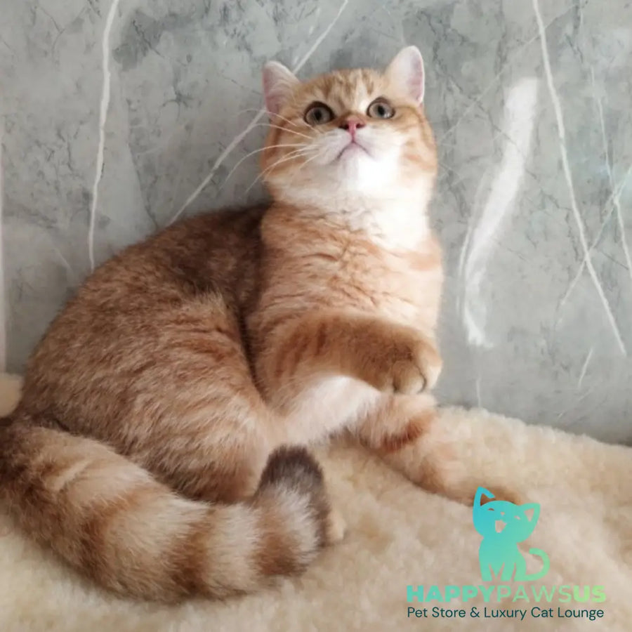 Agatha British Shorthair female chocolate golden spotted tabby - live animals