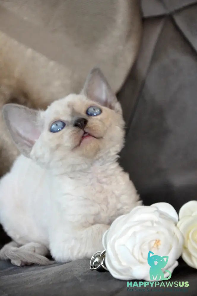 Agatha Devon Rex female blue pointed - live animals