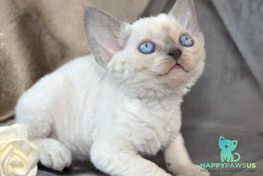 Agatha Devon Rex female blue pointed - live animals