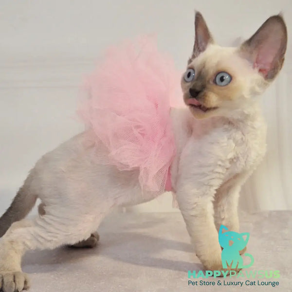 Agatha Devon Rex female blue pointed - live animals