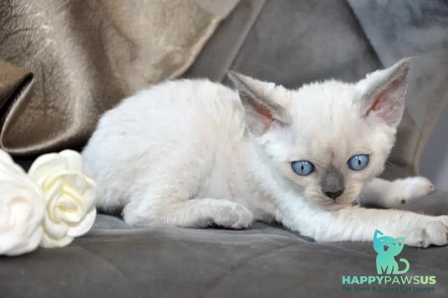 Agatha Devon Rex female blue pointed - live animals
