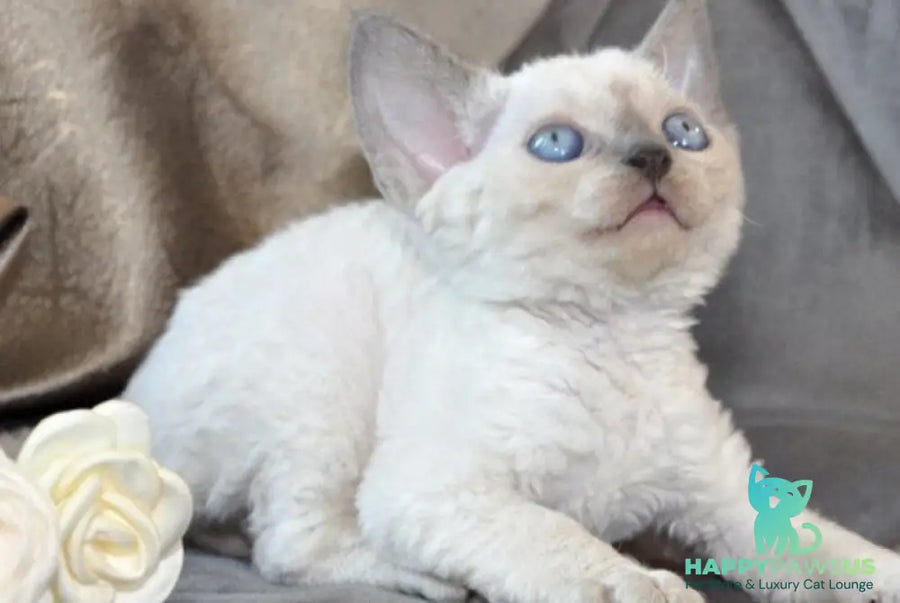 Agatha Devon Rex female blue pointed - live animals