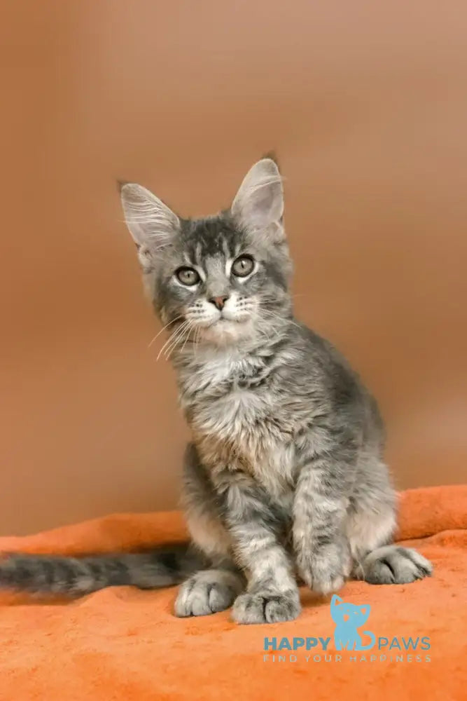 Agatha Maine Coon female blue silver ticked tabby live animals