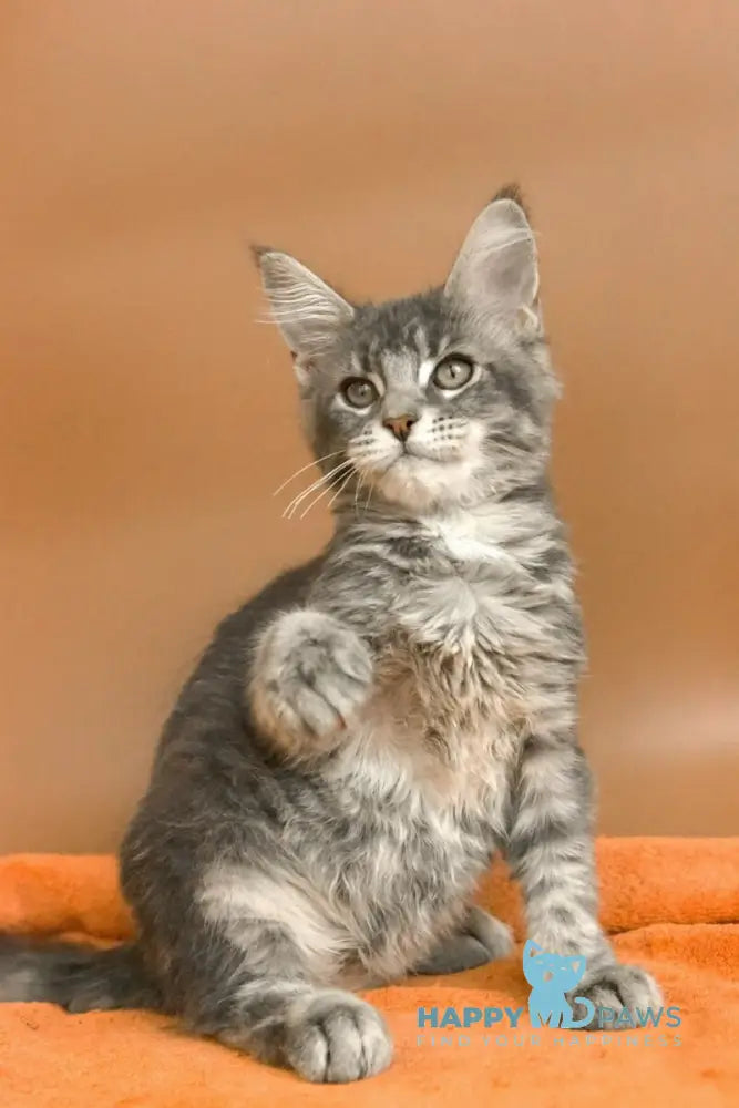 Agatha Maine Coon female blue silver ticked tabby live animals