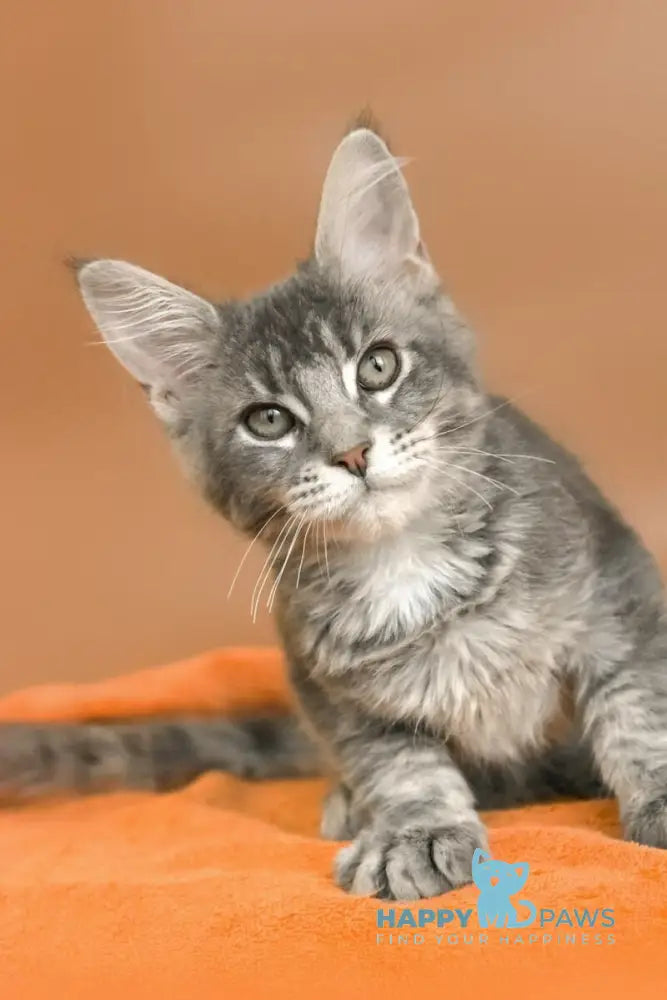 Agatha Maine Coon female blue silver ticked tabby live animals