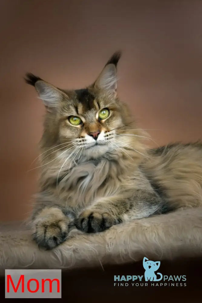 Agatha Maine Coon female blue silver ticked tabby live animals