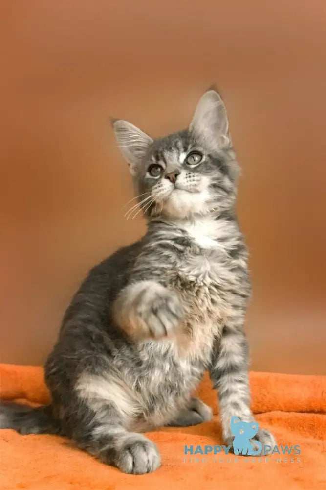 Agatha Maine Coon female blue silver ticked tabby live animals