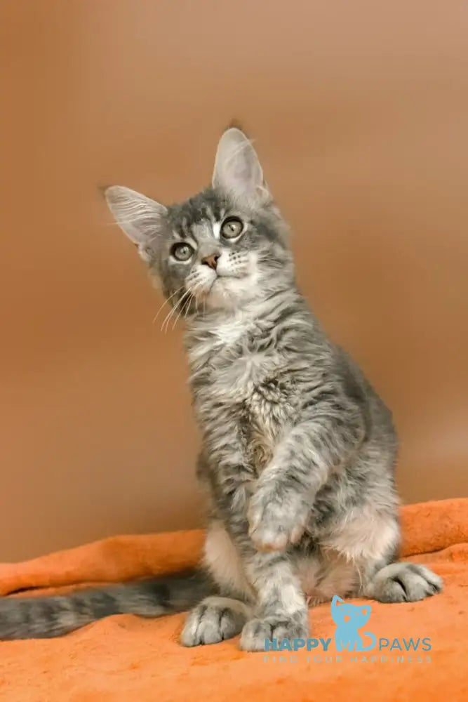 Agatha Maine Coon female blue silver ticked tabby live animals