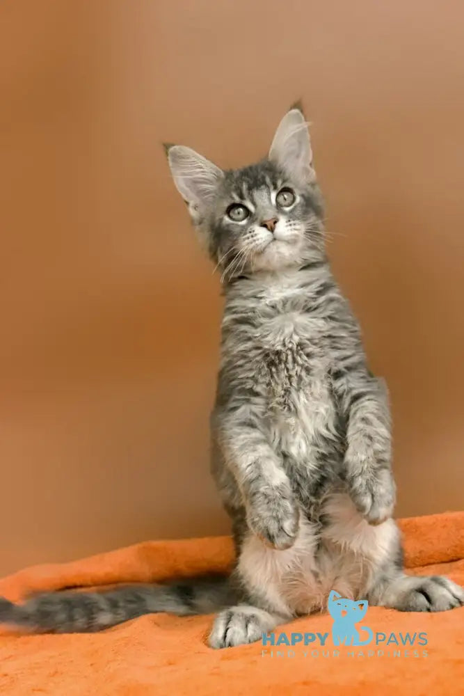 Agatha Maine Coon female blue silver ticked tabby live animals