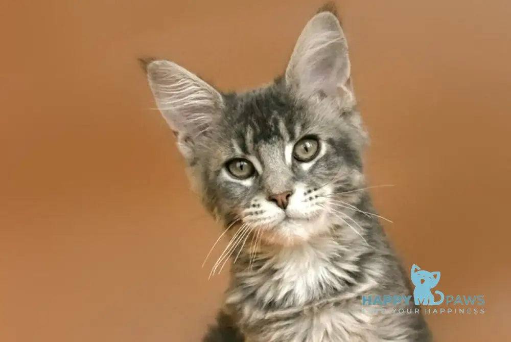 Agatha Maine Coon female blue silver ticked tabby live animals