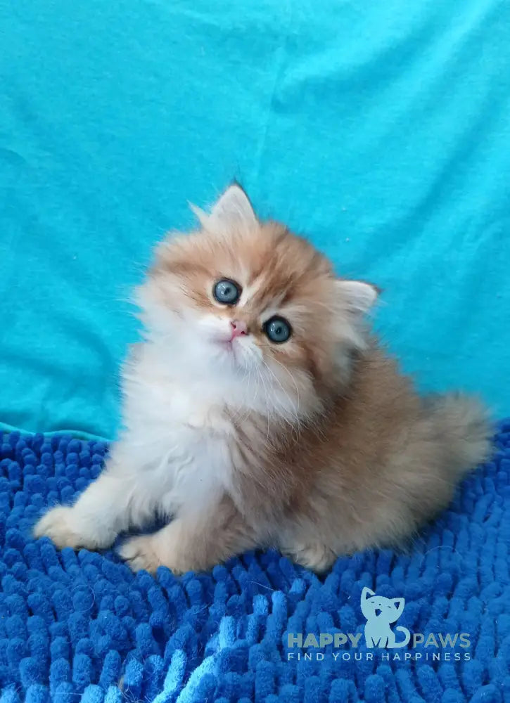 Agnes British Longhair female black golden ticked tabby live animals