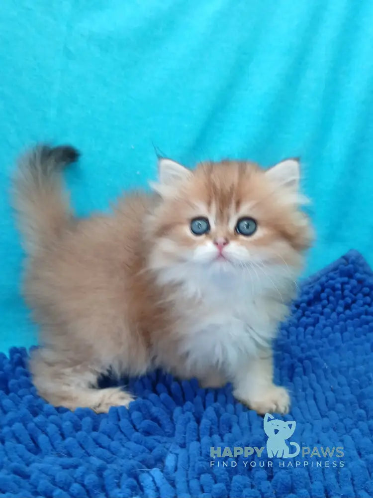Agnes British Longhair female black golden ticked tabby live animals