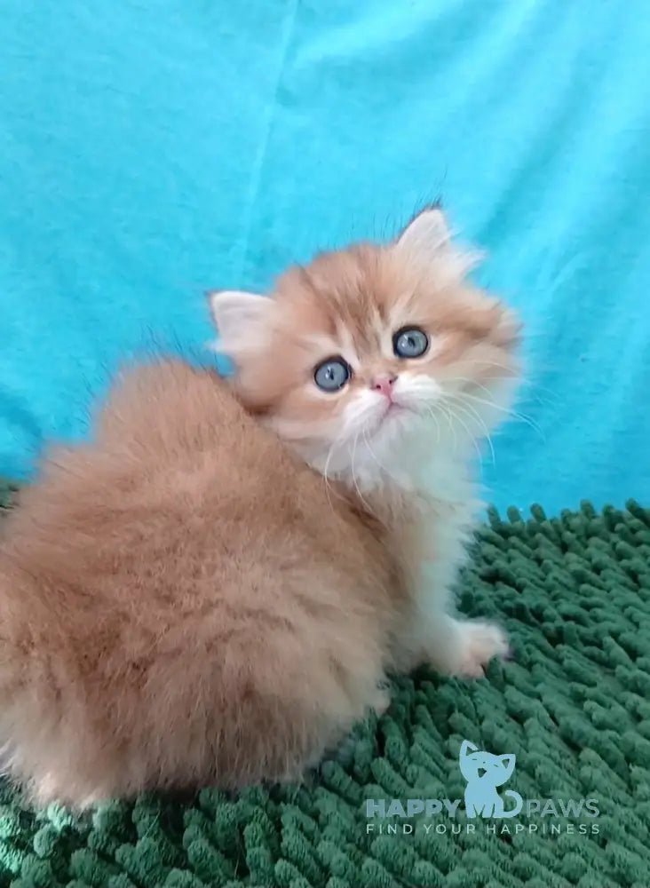 Agnes British Longhair female black golden ticked tabby live animals