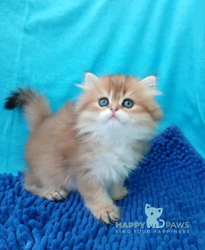 Agnes British Longhair female black golden ticked tabby live animals