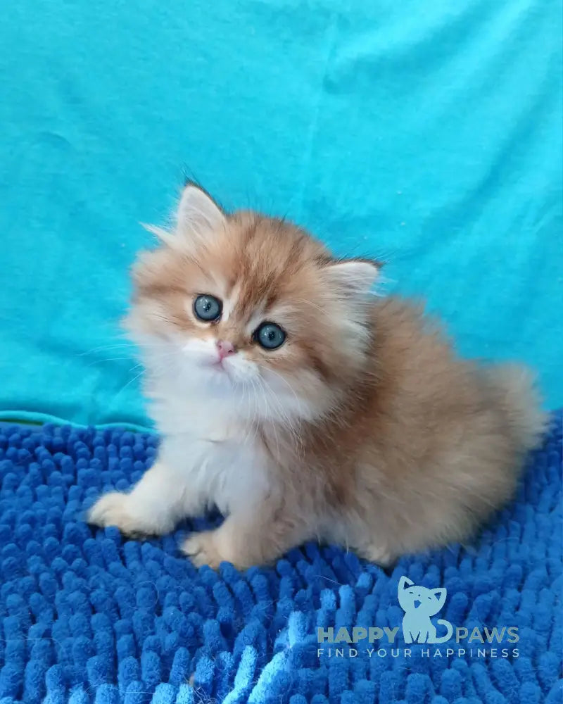 Agnes British Longhair female black golden ticked tabby live animals