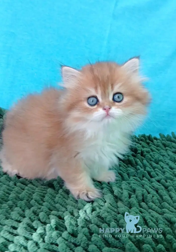 Agnes British Longhair female black golden ticked tabby live animals