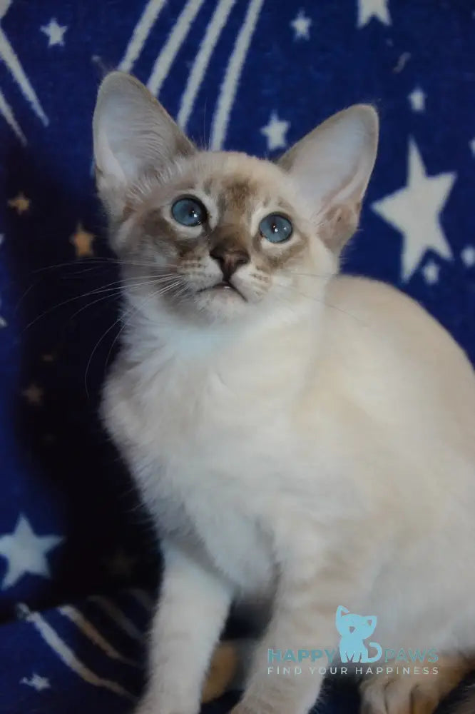 Agness Balinese female blue tabby pointed live animals
