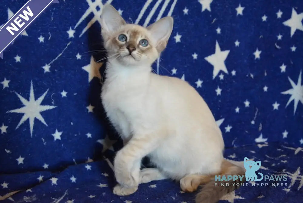 Agness Balinese female blue tabby pointed live animals