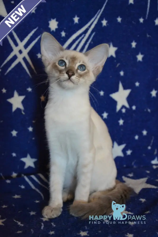 Agness Balinese female blue tabby pointed live animals