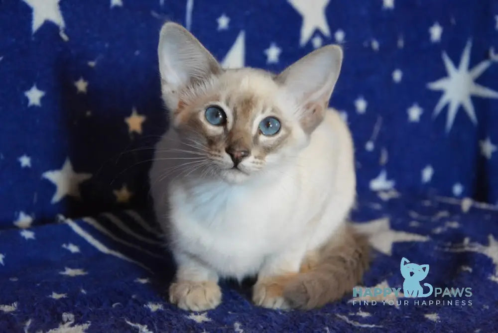 Agness Balinese female blue tabby pointed live animals