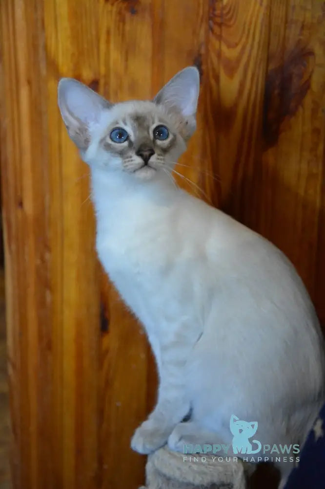 Agness Balinese female blue tabby pointed live animals