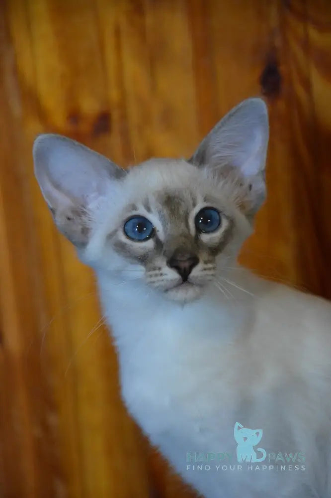 Agness Balinese female blue tabby pointed live animals