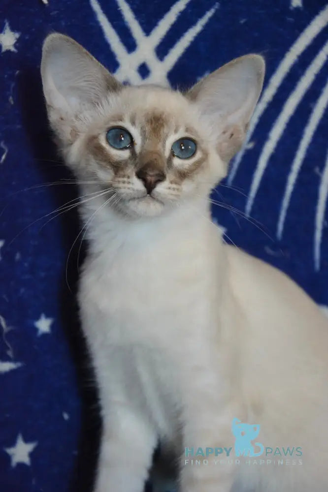 Agness Balinese female blue tabby pointed live animals