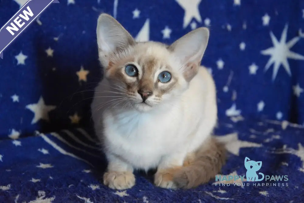 Agness Balinese female blue tabby pointed live animals
