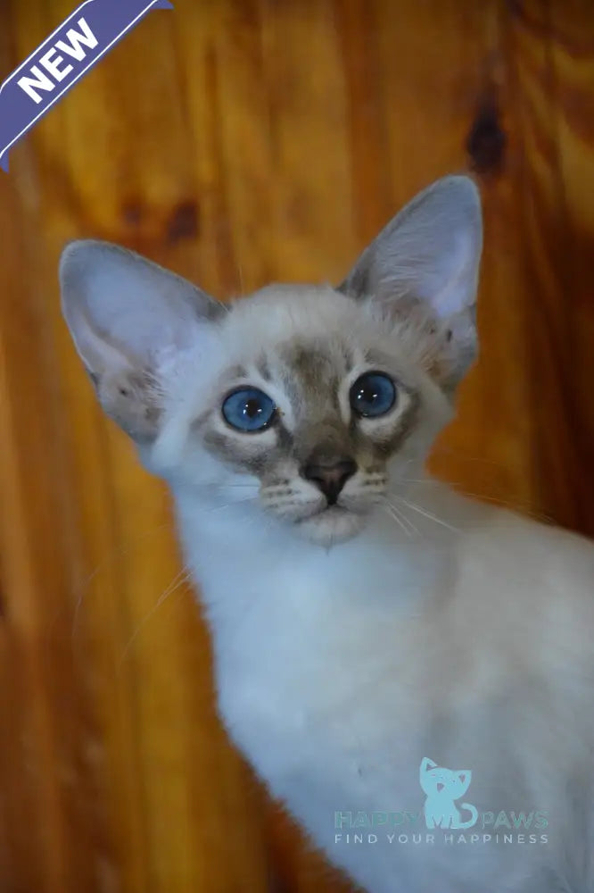 Agness Balinese female blue tabby pointed live animals