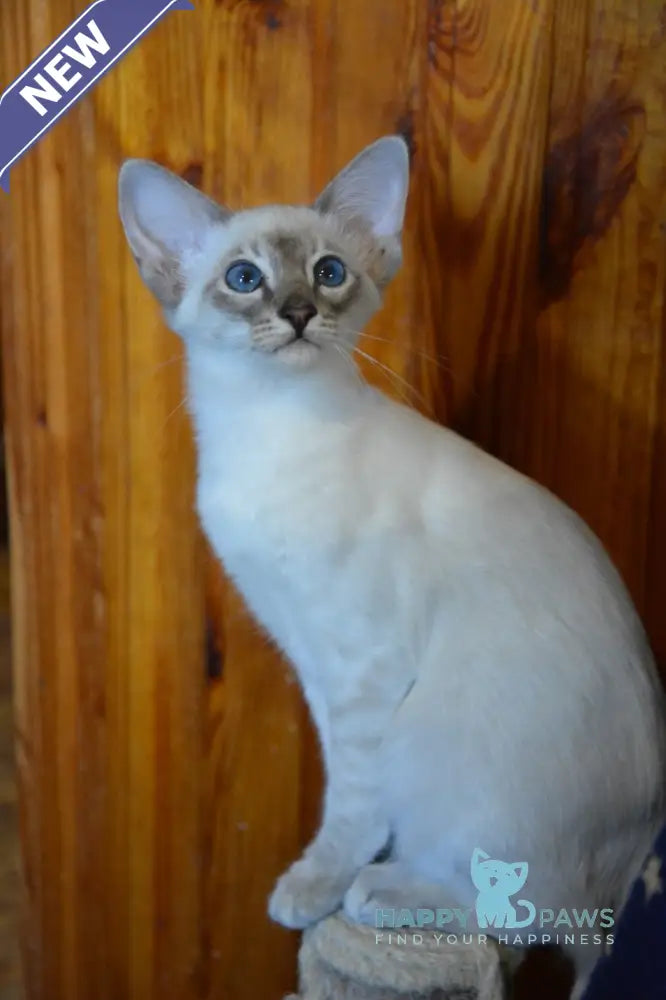 Agness Balinese female blue tabby pointed live animals