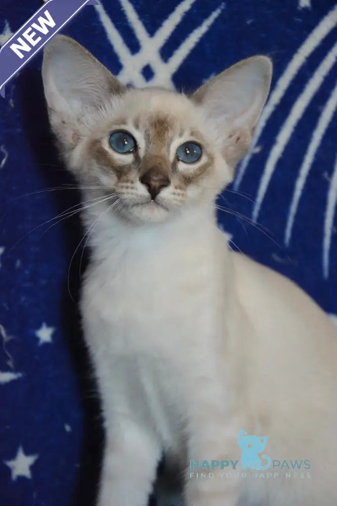 Agness Balinese female blue tabby pointed live animals