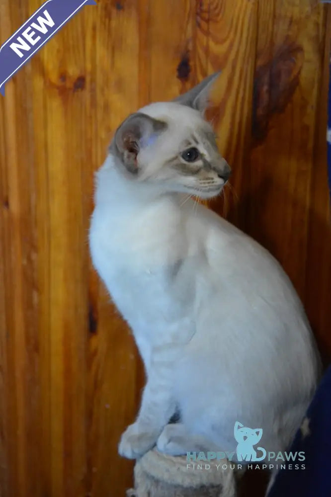 Agness Balinese female blue tabby pointed live animals