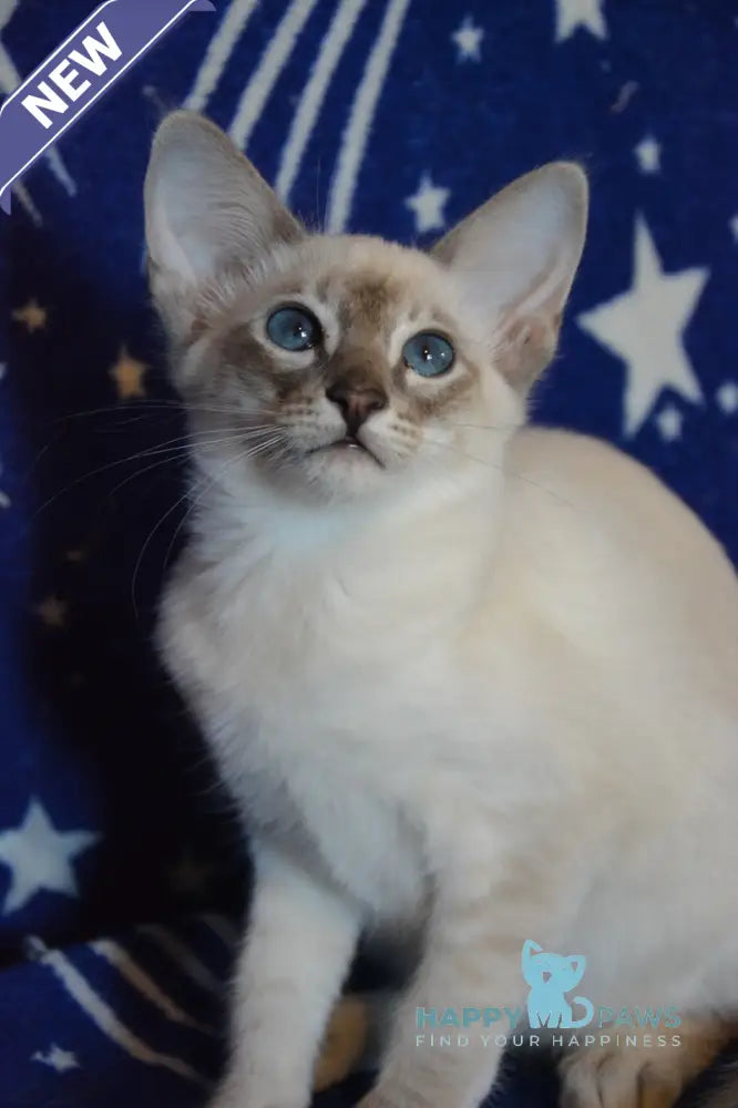 Agness Balinese female blue tabby pointed live animals
