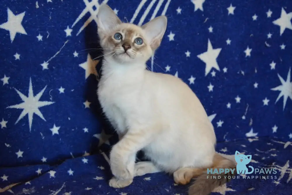 Agness Balinese female blue tabby pointed live animals