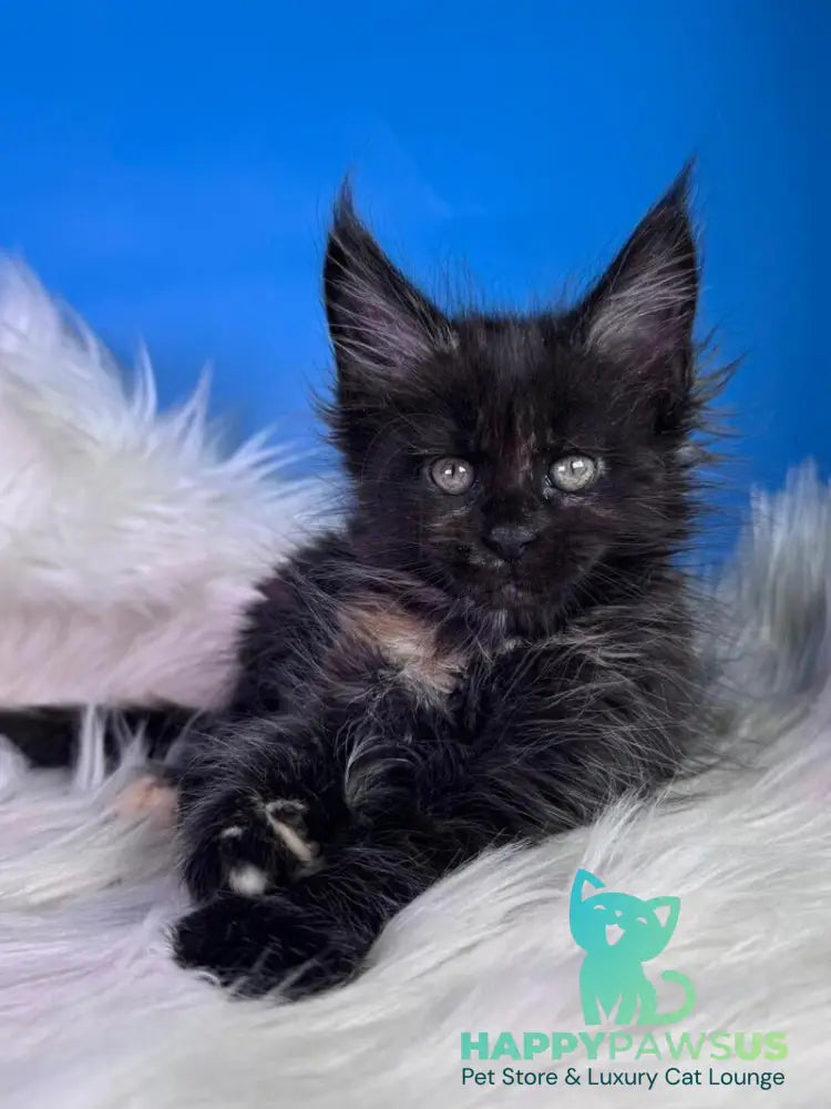 Agness Maine Coon female black tortie - live animals