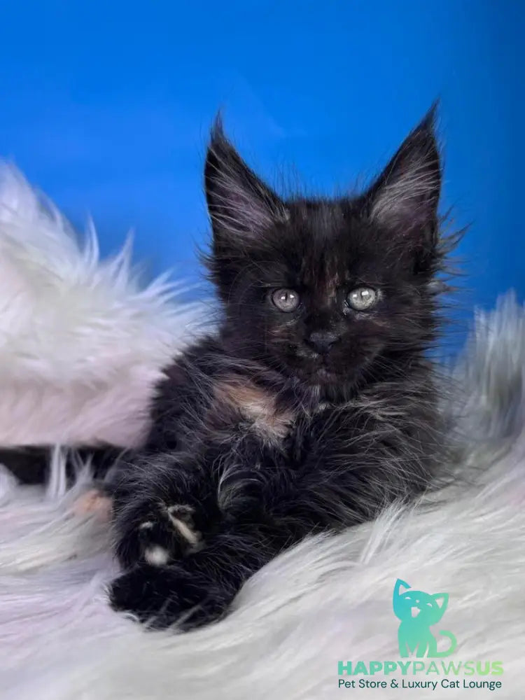 Agness Maine Coon female black tortie - live animals