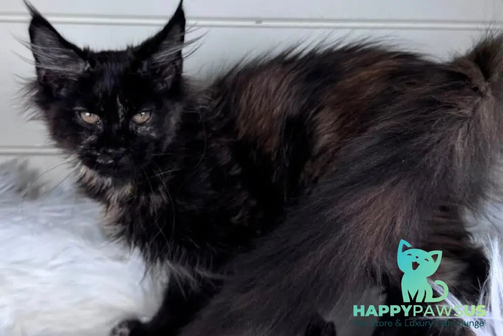 Agness Maine Coon female black tortie - live animals