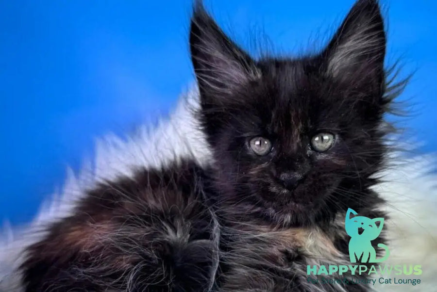 Agness Maine Coon female black tortie - live animals